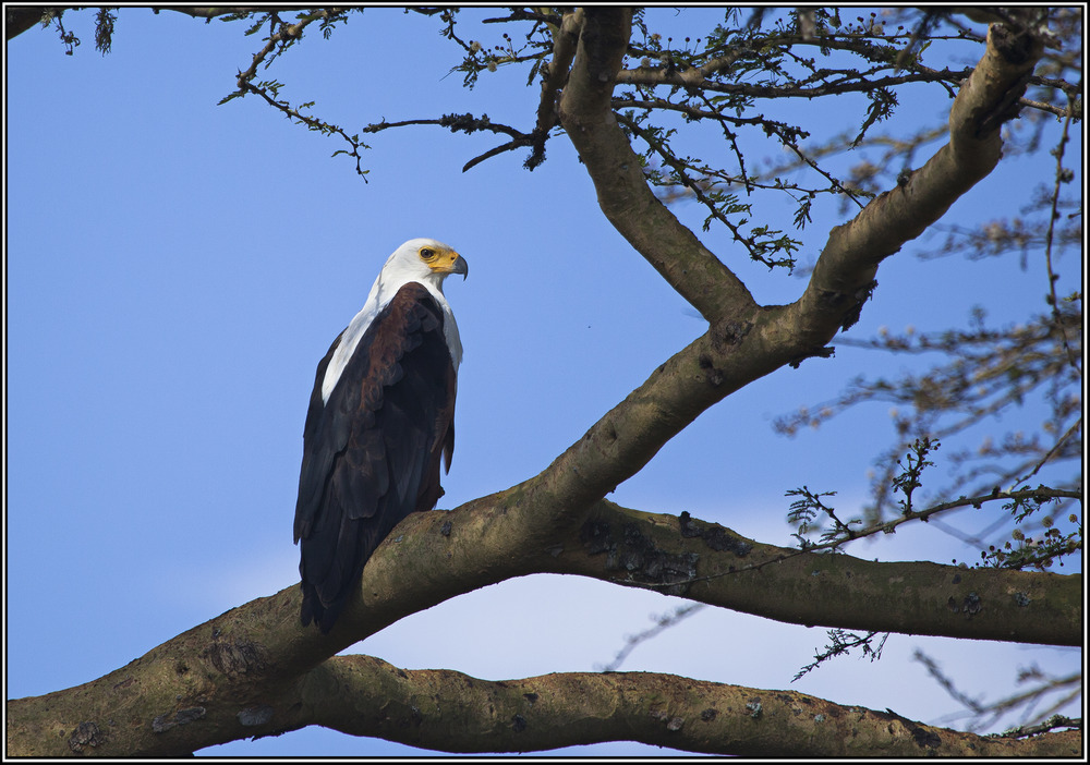 " Schreiseeadler " ( African Fish-Eagle )