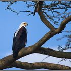 " Schreiseeadler " ( African Fish-Eagle )