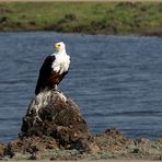 Schreiseeadler - African Fish Eagle