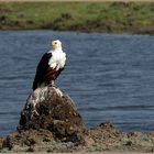 Schreiseeadler - African Fish Eagle