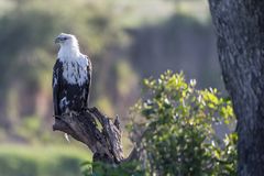 Schreiseeadler - African Fish Eagle