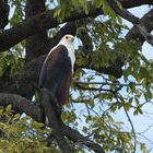 Schreiseeadler / African Fish Eagle