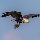 Schreiseeadler - African Fish Eagle