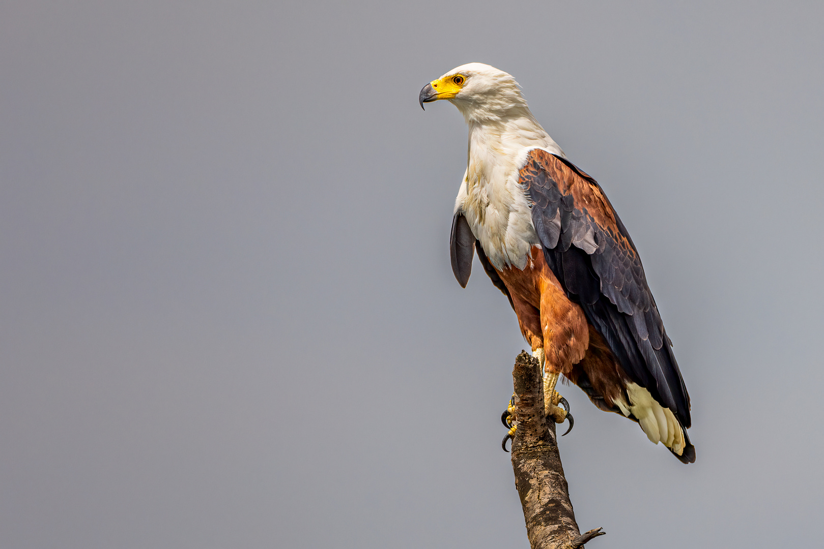 Schreiseeadler (African Fish Eagle)