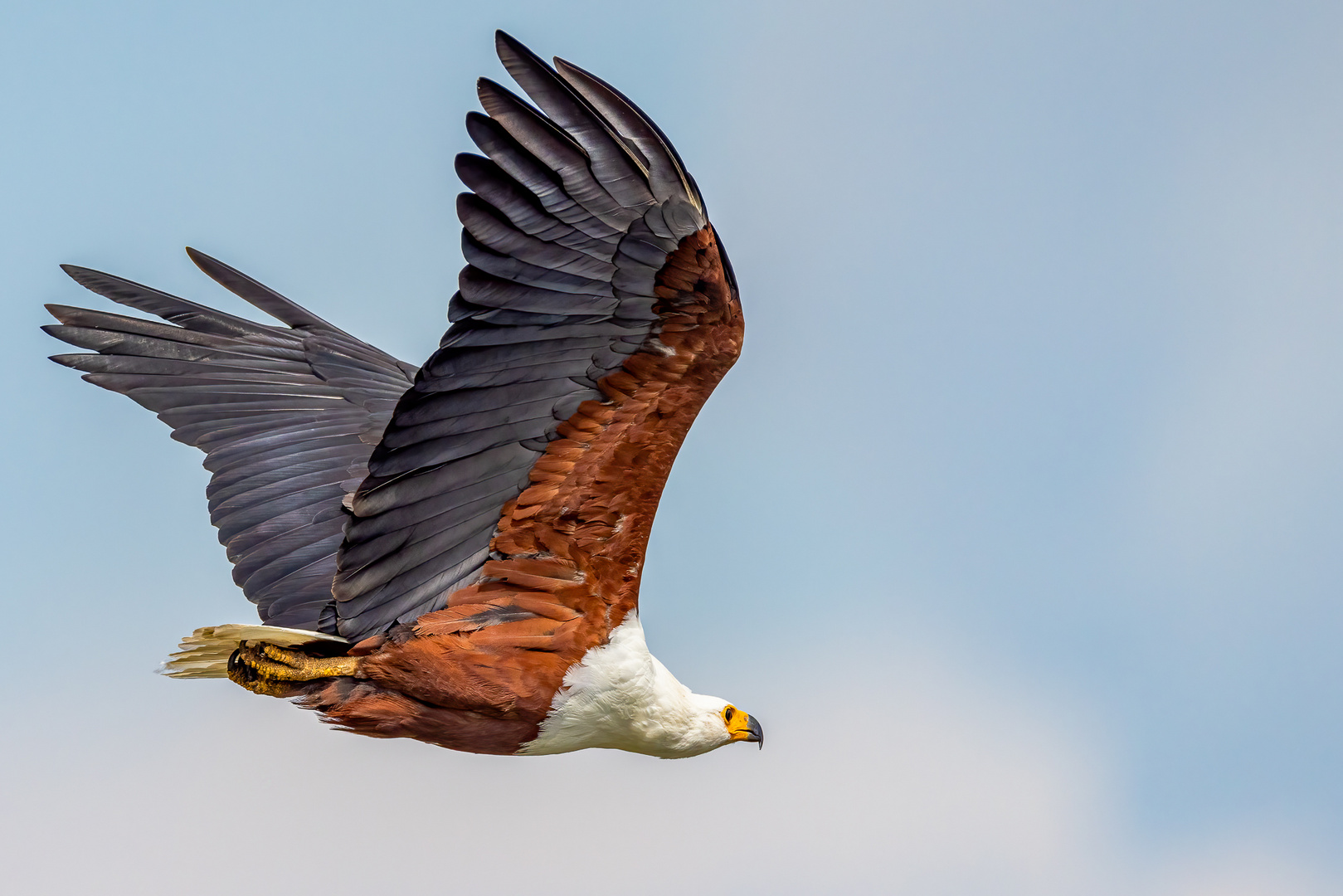 Schreiseeadler (African Fish Eagle)