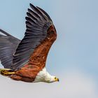 Schreiseeadler (African Fish Eagle)