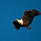 Schreiseeadler, African Fish-Eagle - Haliaeetus vocifer