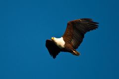 Schreiseeadler, African Fish-Eagle - Haliaeetus vocifer