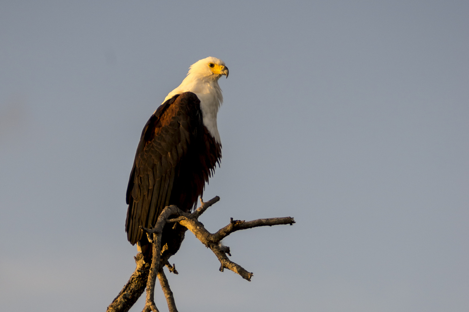 Schreiseeadler (African fish-eagle, Haliaeetus vocifer) 