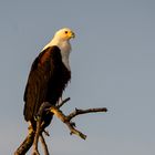 Schreiseeadler (African fish-eagle, Haliaeetus vocifer) 