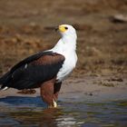 Schreiseeadler am Chobe River