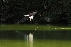 Schreiseeadler at work - 3 -