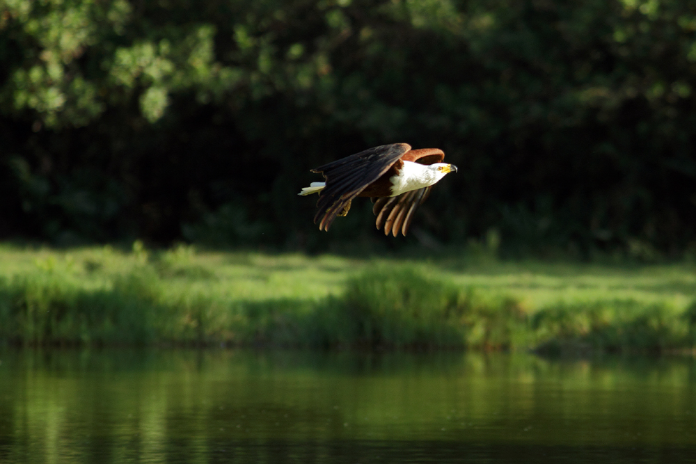 Schreiseeadler at work - 4 -