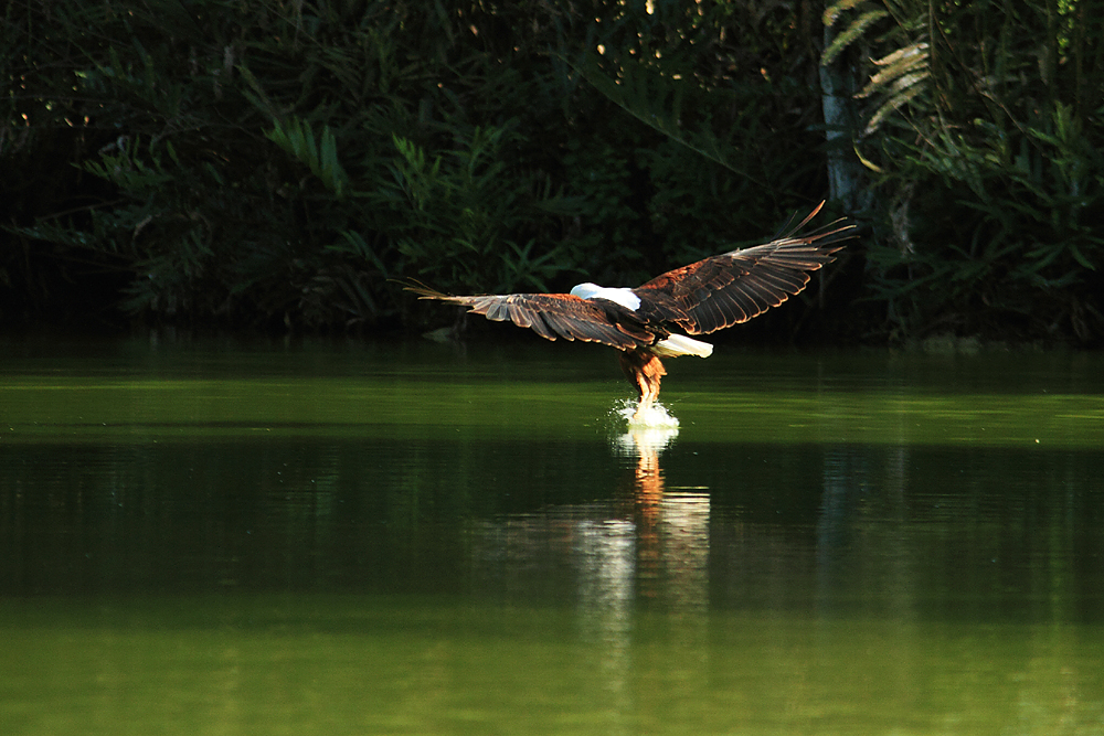 Schreiseeadler at work