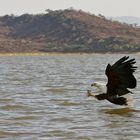 Schreiseeadler auf Beutejagd