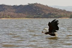 Schreiseeadler auf Beutejagd