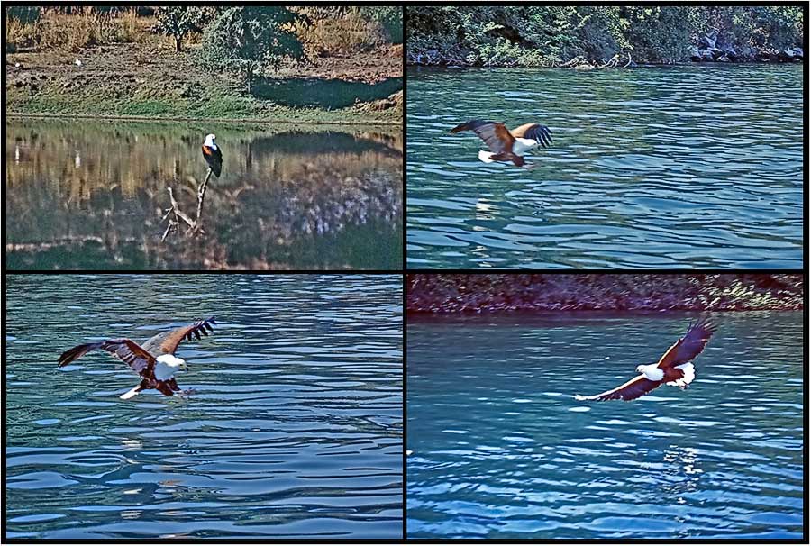 Schreiseeadler auf Jagd; Malawisee