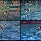 Schreiseeadler auf Jagd; Malawisee