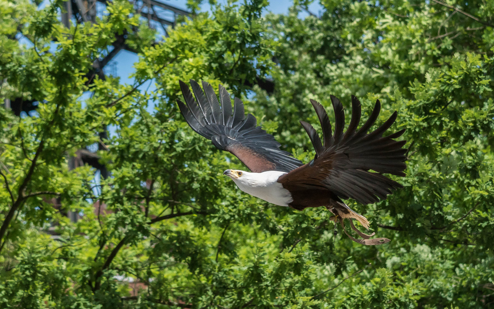 Schreiseeadler auf Rundflug im Landschaftspark Duisburg-Nord