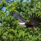 Schreiseeadler auf Rundflug im Landschaftspark Duisburg-Nord