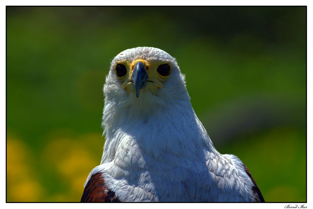 Schreiseeadler