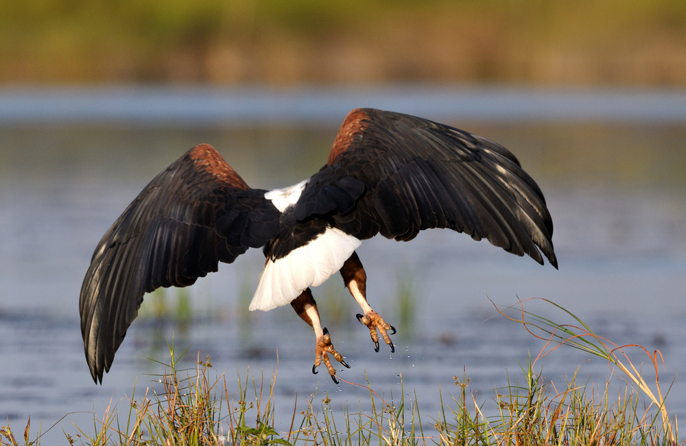 Schreiseeadler