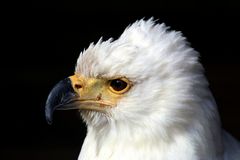 Schreiseeadler