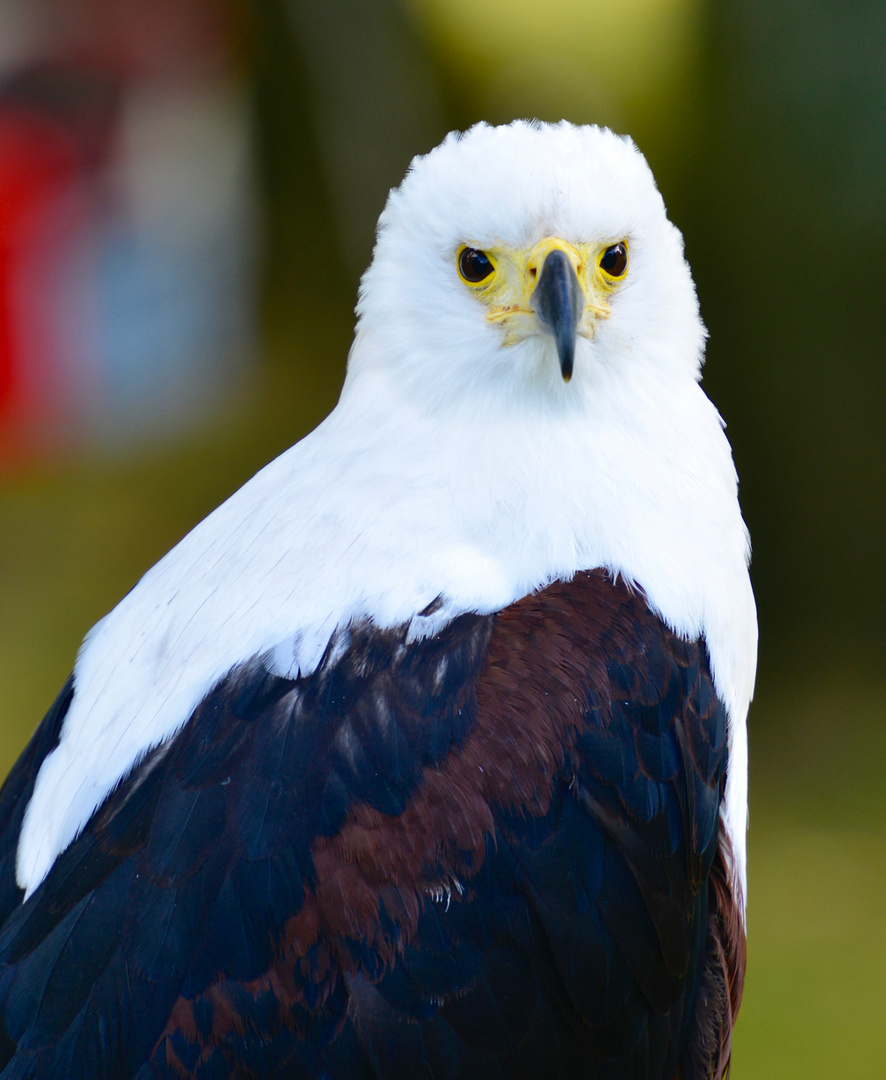 Schreiseeadler