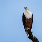 Schreiseeadler