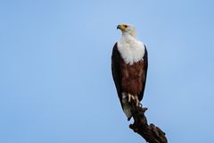 Schreiseeadler