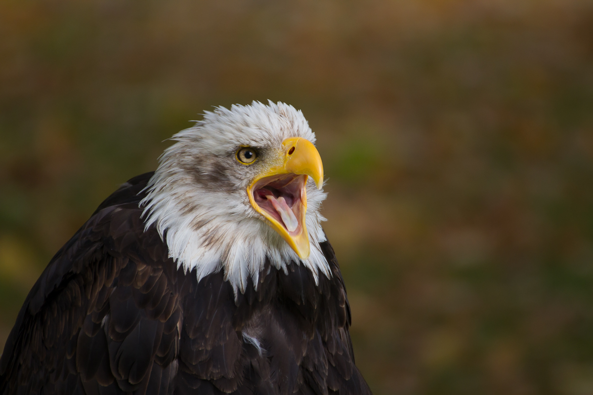 Schreiseeadler