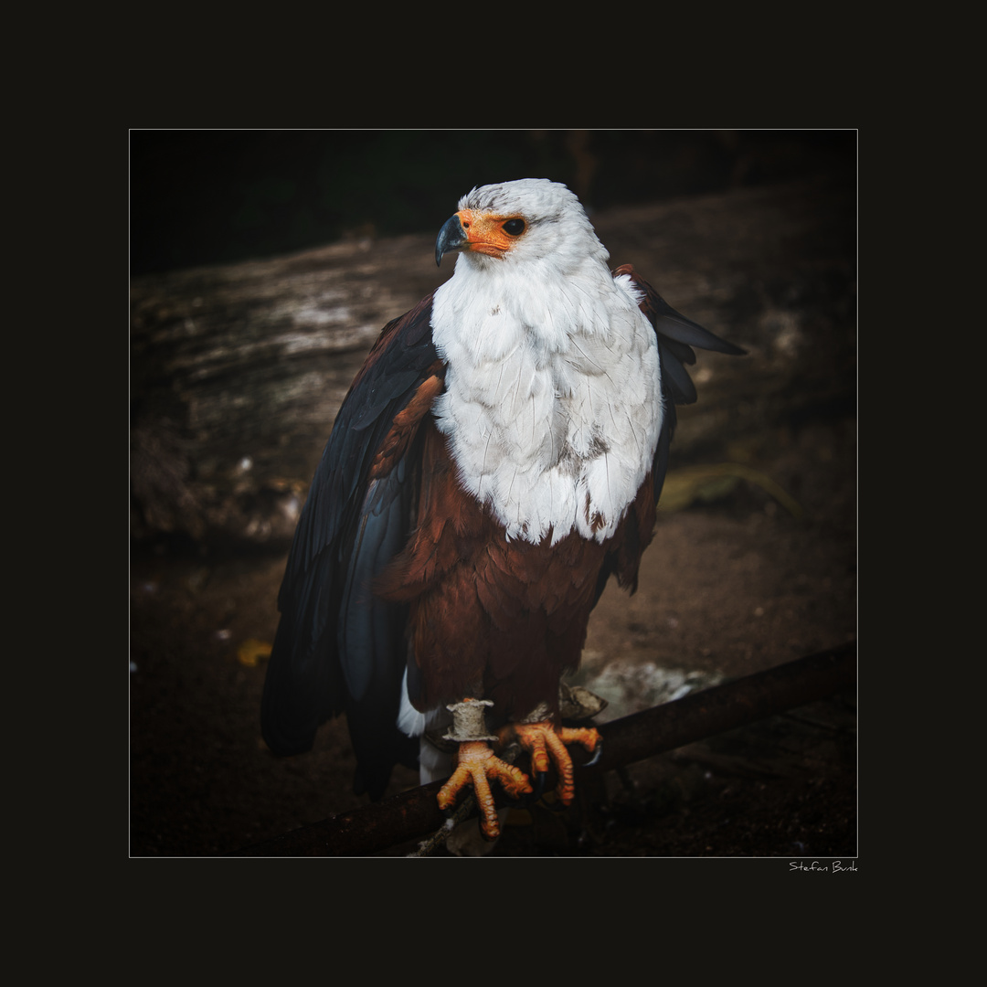 SCHREISEEADLER