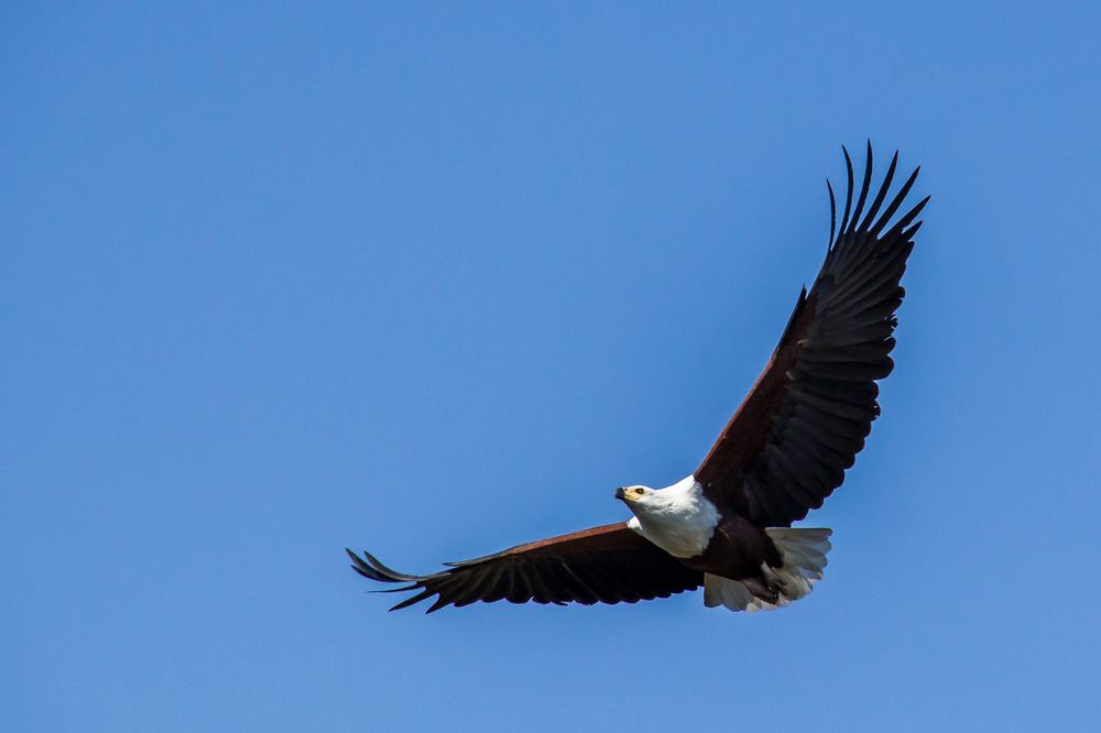 Schreiseeadler