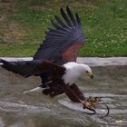 Schreiseeadler beim Beutezug