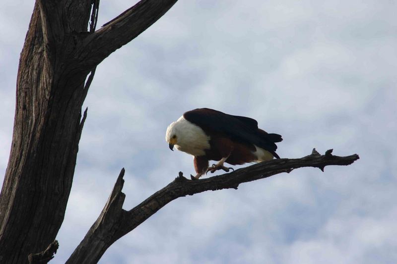 schreiseeadler beim brunch