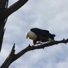 schreiseeadler beim brunch