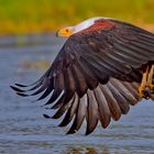 Schreiseeadler beim Fischen