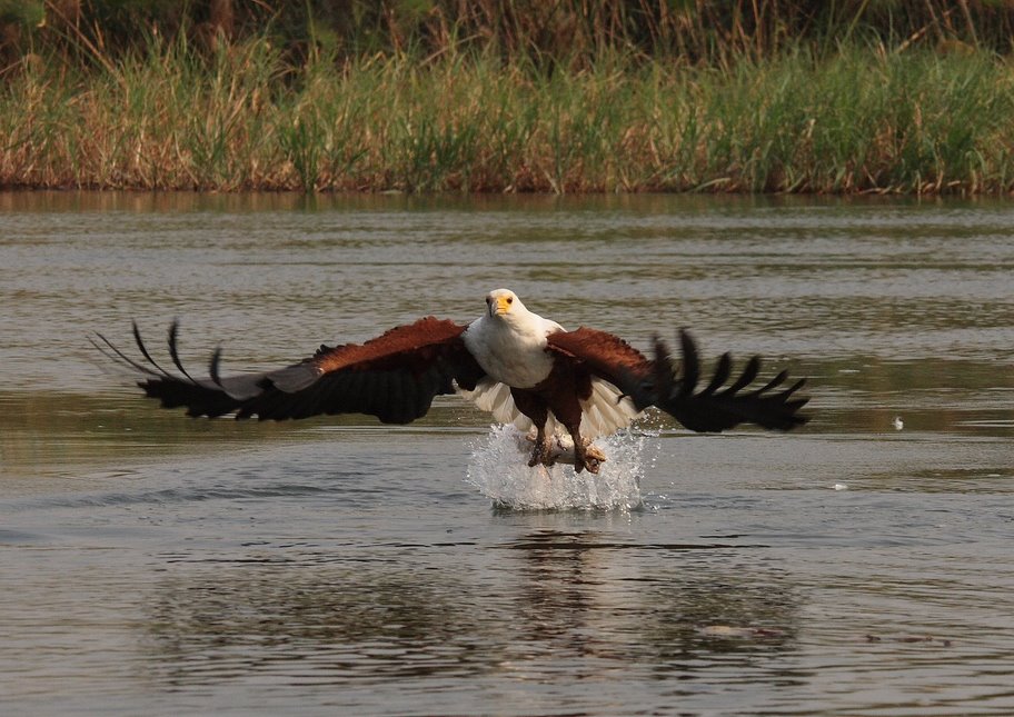 Schreiseeadler beim Fischfang