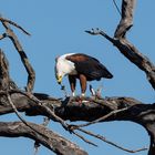 Schreiseeadler beim Mittagessen