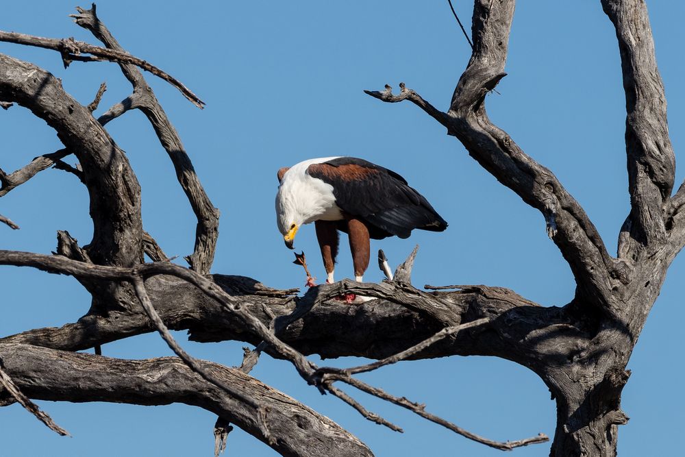 Schreiseeadler beim Mittagessen