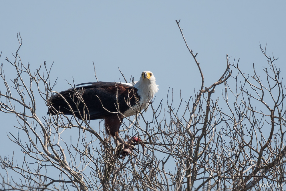 Schreiseeadler beim Wels-Mahl