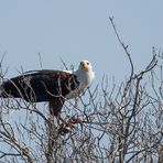 Schreiseeadler beim Wels-Mahl