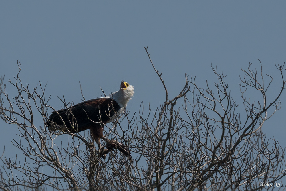 Schreiseeadler bekundet Erfolg