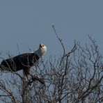 Schreiseeadler bekundet Erfolg