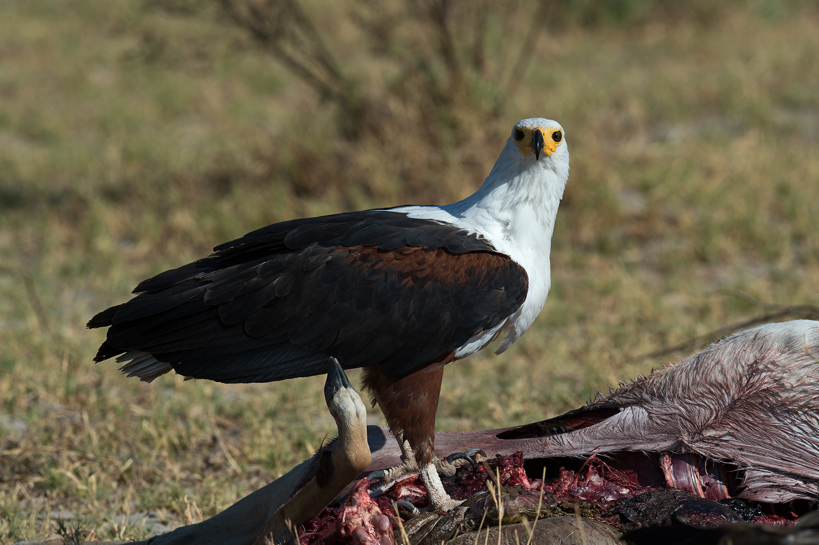 Schreiseeadler, Botswana