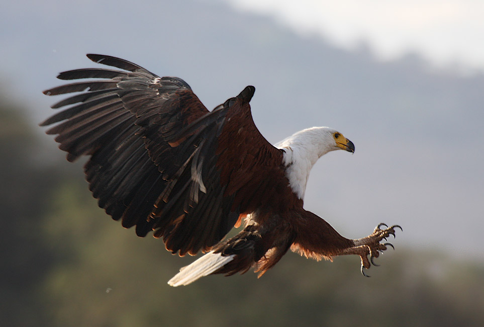 Schreiseeadler