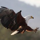 Schreiseeadler