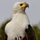 Schreiseeadler