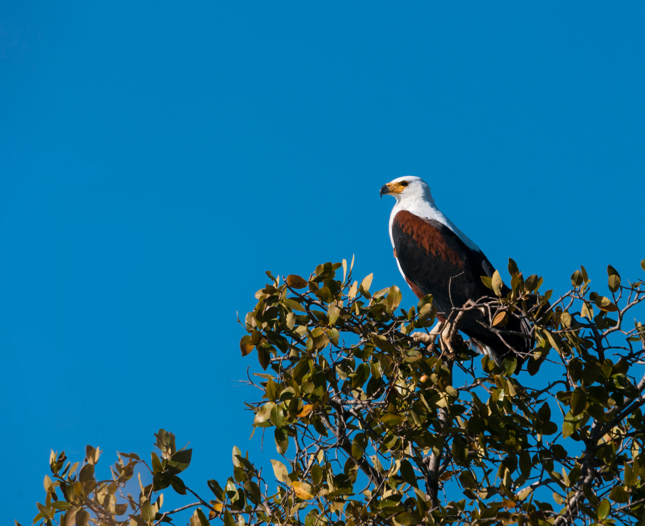 Schreiseeadler