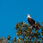 Schreiseeadler